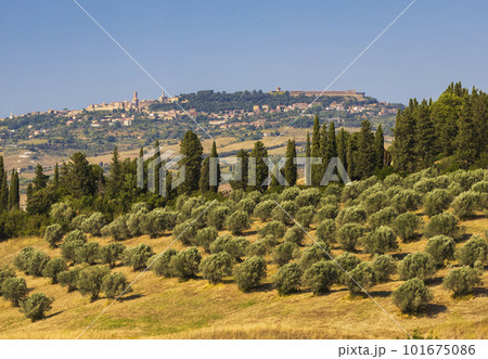 Olive garden and Volterra in Tuscany, Italy Olive garden and Volterra in Tuscany, Italy 101675086