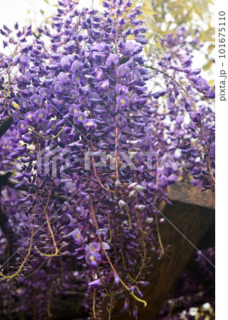 知多市旭公園の藤棚 101675110