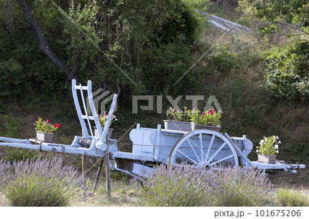 blue wooden cart with lavenders in Provence, France blue wooden cart with lavenders in Provence, France 101675206