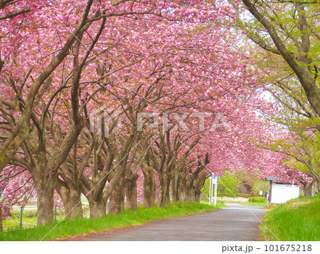 新発田市　加治川治水記念公園の八重桜 101675218