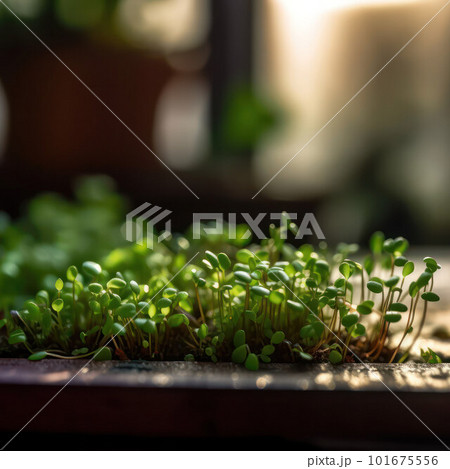 macro photograph of microgreen groing on the terrace. 101675556