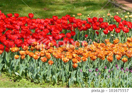 満開のチューリップ畑 101675557