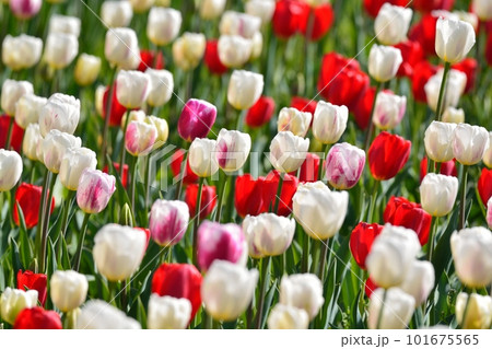満開のチューリップ畑 101675565