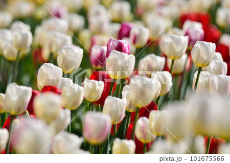 満開のチューリップ畑 101675566