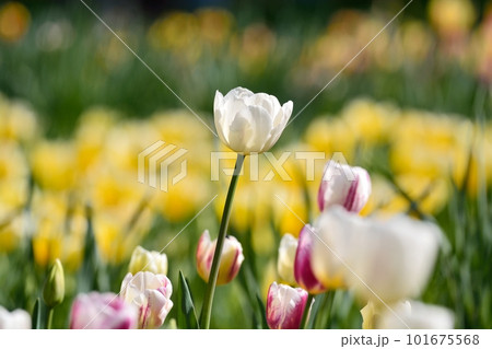 満開のチューリップ畑 101675568
