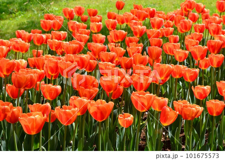 満開のチューリップ畑 101675573