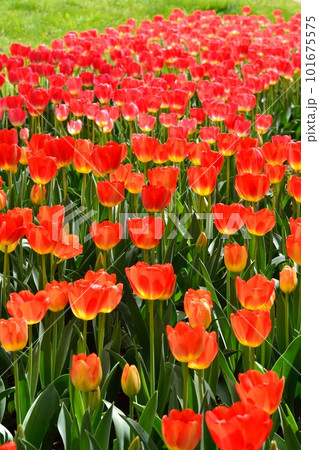 満開のチューリップ畑 101675575