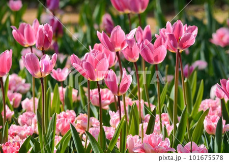満開のチューリップ畑 101675578