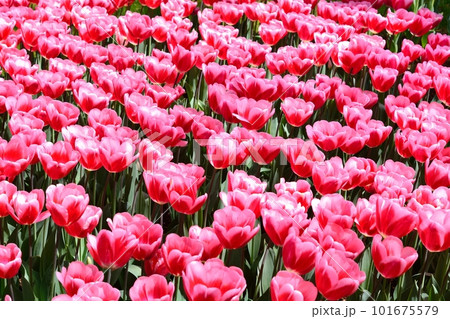 満開のチューリップ畑 101675579