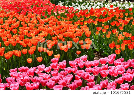 満開のチューリップ畑 101675581
