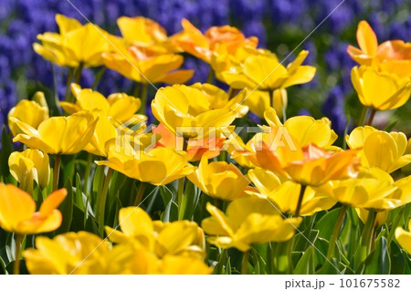 満開のチューリップ畑 101675582