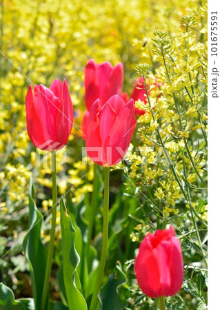 満開のチューリップ畑 101675591