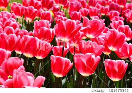 満開のチューリップ畑 101675592