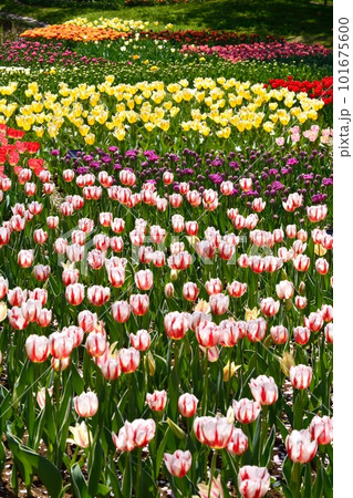 満開のチューリップ畑 101675600