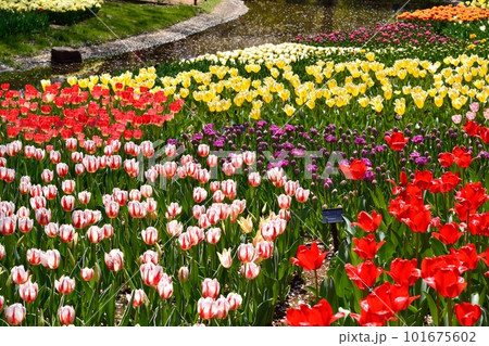 満開のチューリップ畑 101675602