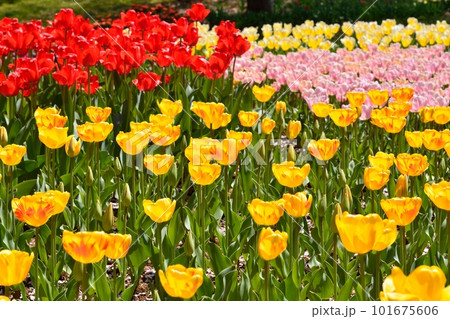 満開のチューリップ畑 101675606