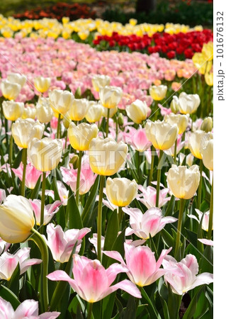 満開のチューリップ畑 101676132