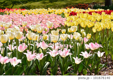 満開のチューリップ畑 101676140