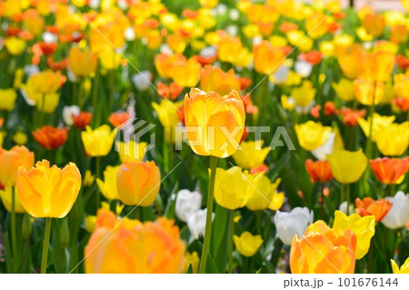 満開のチューリップ畑 101676144