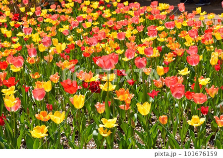満開のチューリップ畑 101676159