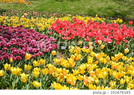 満開のチューリップ畑 101676165