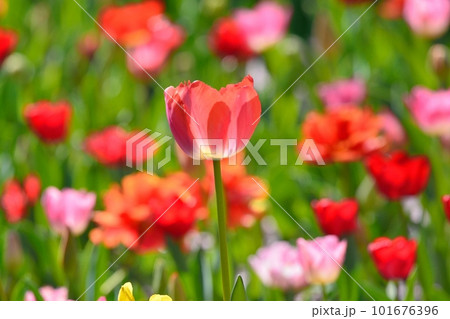 満開のチューリップ畑 101676396