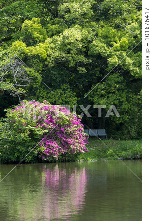 八景水谷公園の池のほとりに咲くツツジ 八景水谷公園の池のほとりに咲くツツジ 101676417