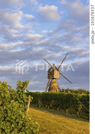 Windmill of La Tranchee and vineyard near Montsoreau, Pays de la Loire, France 101676537