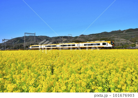 菜の花畑を走る近鉄特急 101676903