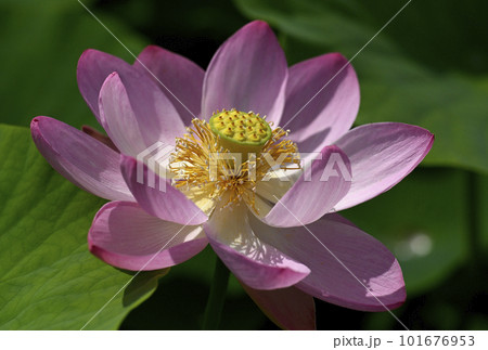 荒神谷史跡公園の古代ハス 101676953