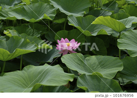 荒神谷史跡公園の古代ハス 101676956