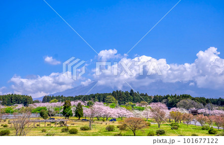 龍門橋から望む満開の桜 101677122