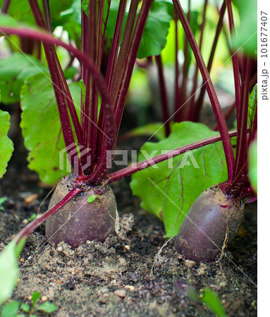Close-up of red beet grows emerging from soil in a garden bed 101677407