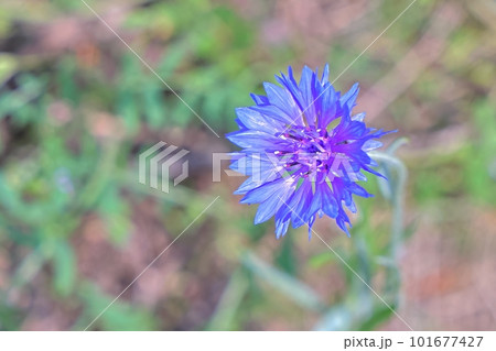 野生の矢車菊(やぐるま・ぎく)の花5 野生の矢車菊(やぐるま・ぎく)の花5 101677427