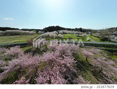 化女沼の満開の桜　空撮 101677629