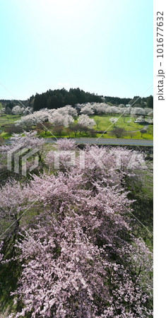 化女沼の満開の桜　空撮 101677632