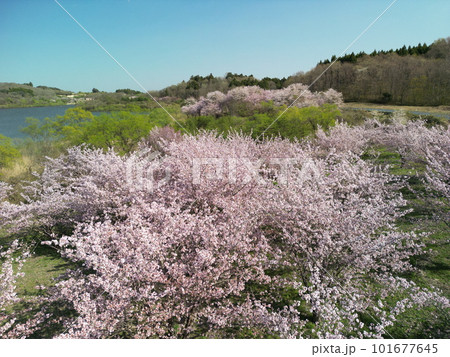 化女沼の満開の桜 空撮 化女沼の満開の桜 空撮 101677645
