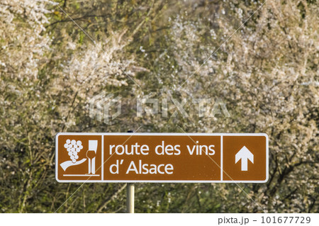 Wine road near Colmar, Alsace, France Wine road near Colmar, Alsace, France 101677729