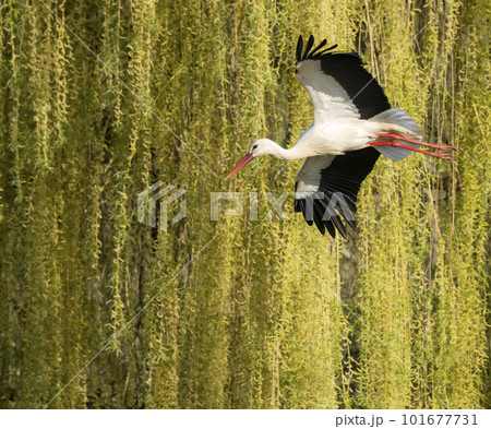 White stork (ciconia ciconia), early spring near Hunawihr, Alsace, France 101677731