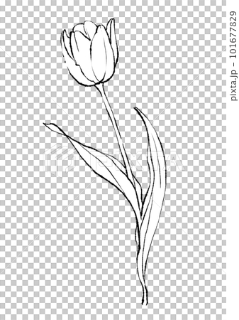 美しく咲くチューリップのシンプルな線画イラスト 101677829