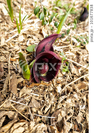 春の訪れを告げる座禅草 101677838