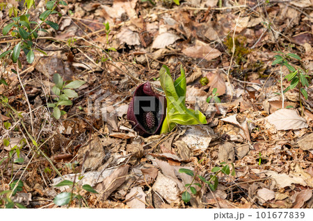春の訪れを告げる座禅草 春の訪れを告げる座禅草 101677839