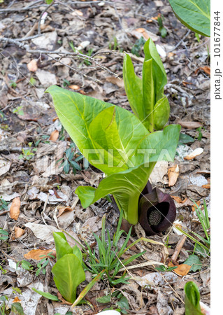 春の訪れを告げる座禅草 春の訪れを告げる座禅草 101677844