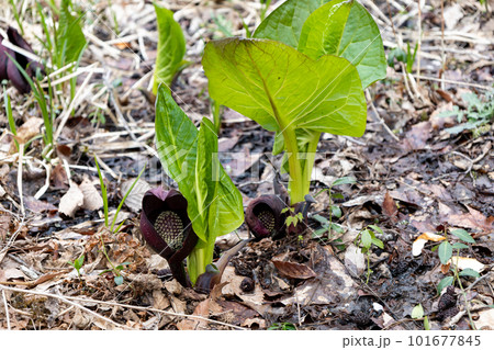 春の訪れを告げる座禅草 101677845