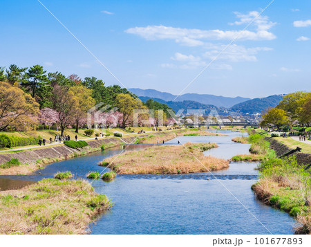京都北山 賀茂川の桜風景 京都北山 賀茂川の桜風景 101677893