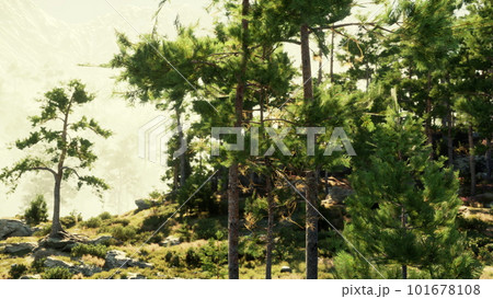 pine trees defying the odds to grow in a pile of rocks 101678108