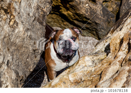 Funny face of a red English British bulldog Funny face of a red English British bulldog 101678138