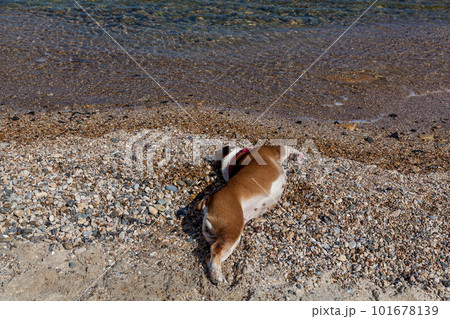 red English British bulldog red English British bulldog 101678139