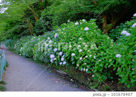 紫陽花が咲いた小道 紫陽花が咲いた小道 101678407