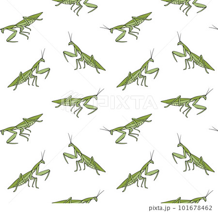 Vector seamless pattern of hand drawn mantis 101678462